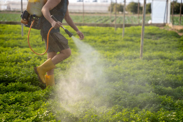 Best Wasp Removal Services  in Sur Hill, GA