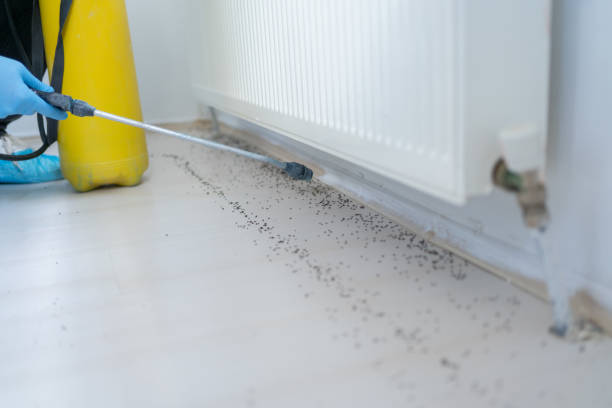 Best Flea Control Services  in Sur Hill, GA